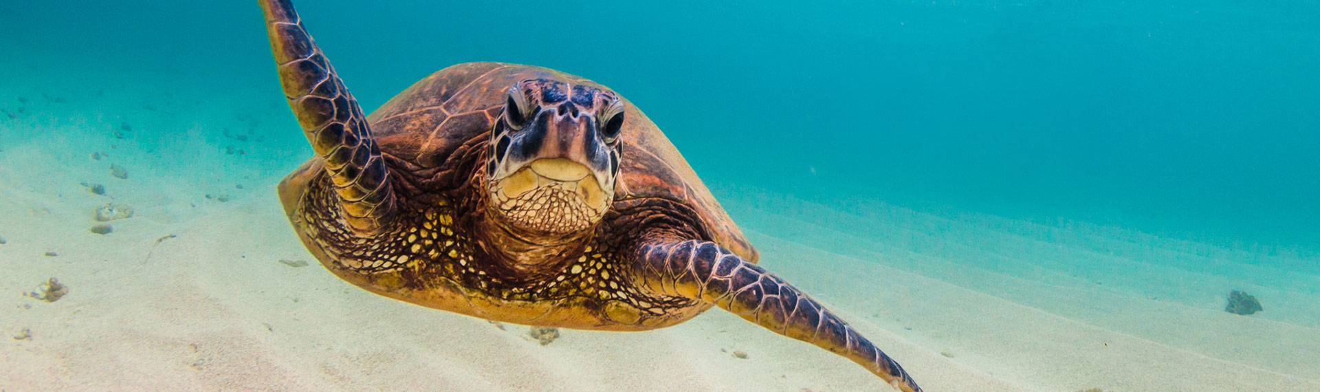 Typical sea turtle enjoying of the paradisiacal waters of the Caribbean sea Sea turtle in the Caribbean