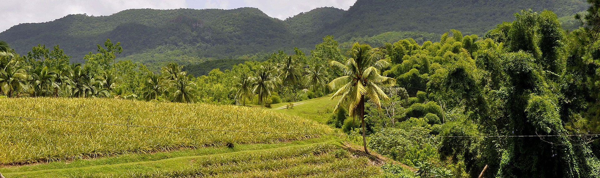 Enjoy a pleasant tour of the majestic Blue Mountains Jamaica