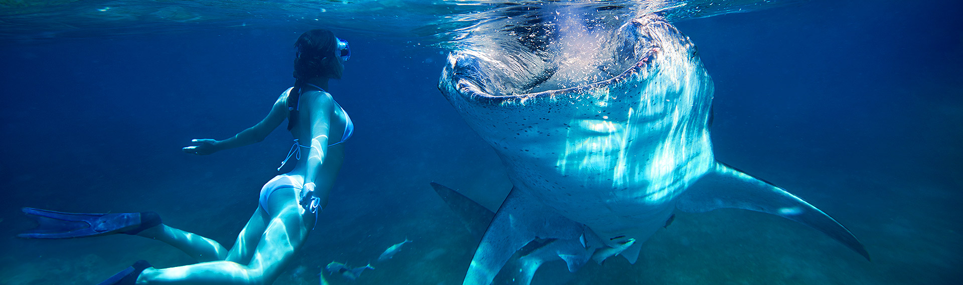 Girl swimming face to face with the whale shark on her vacation in Cancun