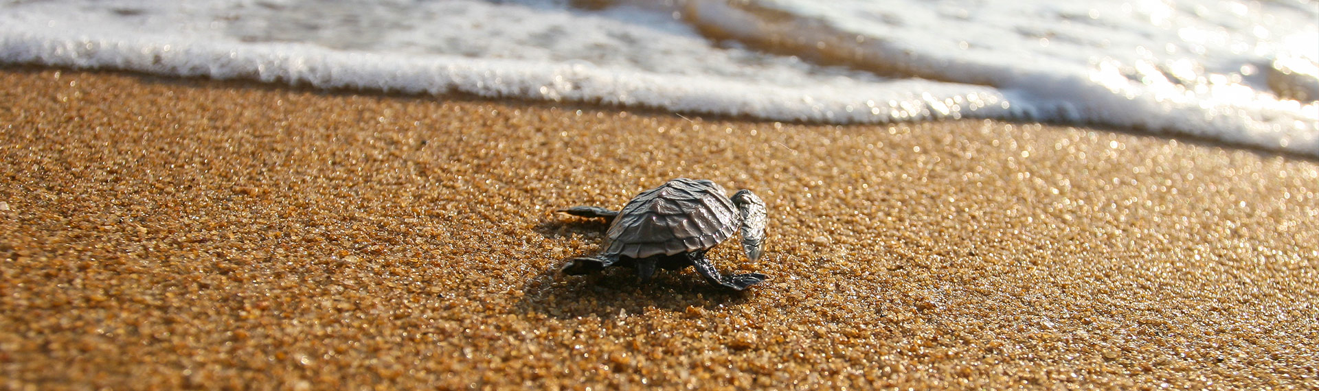 Save the turtle is a of the fun things to do at sea in the summer