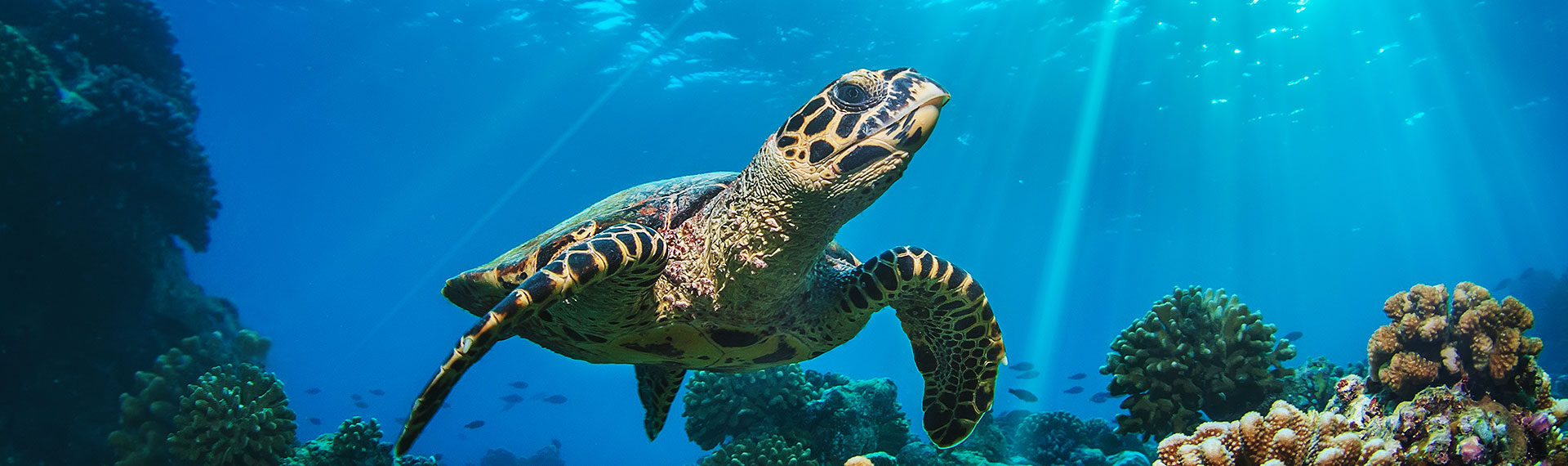 Five can´t miss dive sites in the caribbean Dive sites, Mexican Caribbean, Caribbean adventure, Riviera Maya, turtle, scubba diving