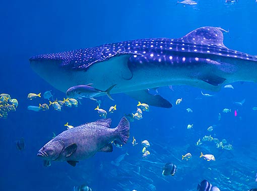 Whale shark a beautiful animal with which you can swim in your Cancun all-inclusive vacation