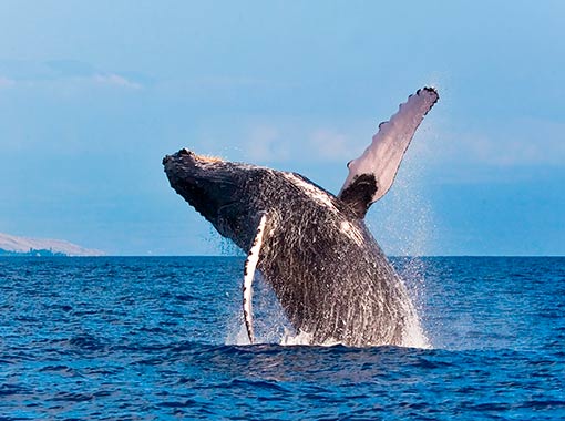 Enjoy the majestic spectacle of the whales in Los Cabos