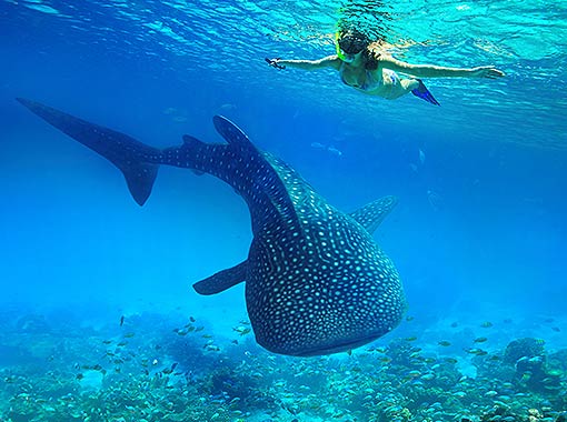 Swim with the whale shark and admire the seascape in your all-inclusive vacation in Cancun