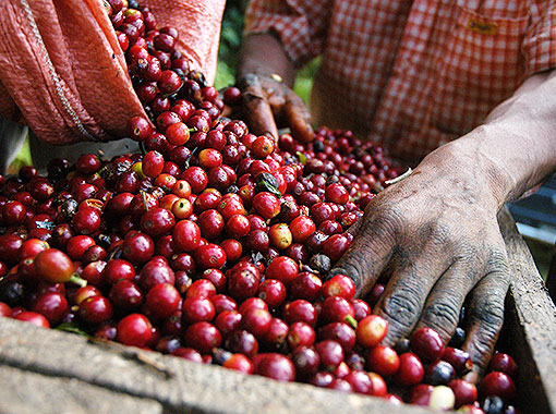 Close-up shot of famous Jamaican blue mountain coffee bean